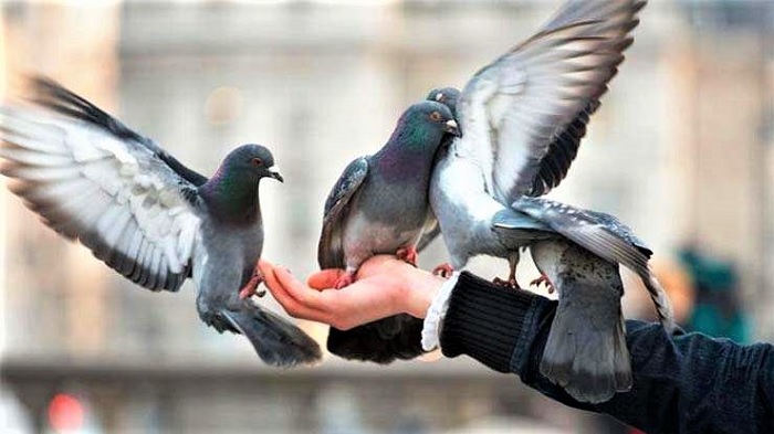 кормить голубей